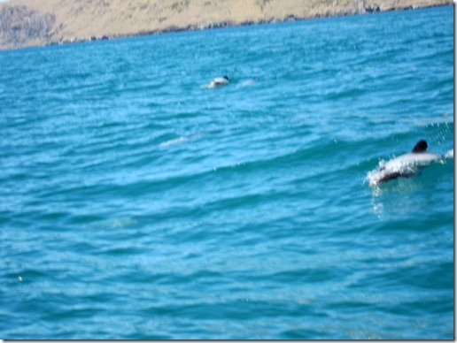 Dolphins -- Akaroa, New Zealand Dolphins -- Akaroa, New Zealand