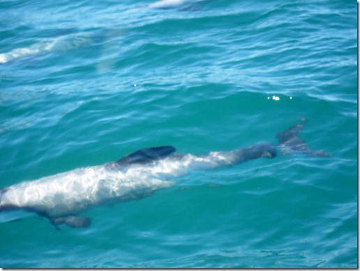 Dolphin swimming -- Akaroa, New Zealand Dolphin swimming -- Akaroa, New Zealand