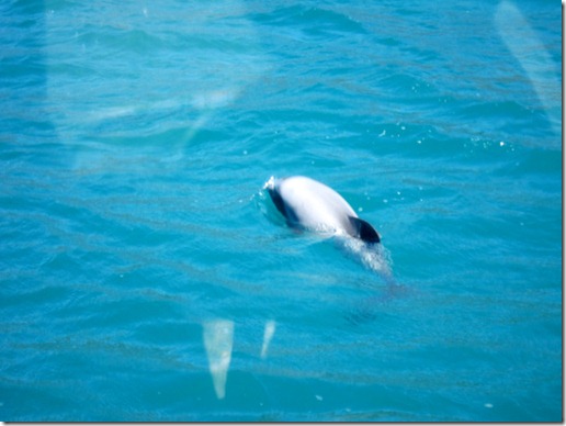 Dolphin near boat -- Akaroa, New Zealand Dolphin near boat -- Akaroa, New Zealand