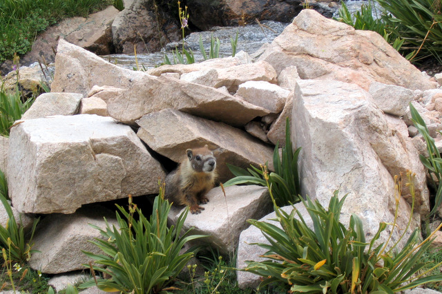 Marmot -- California