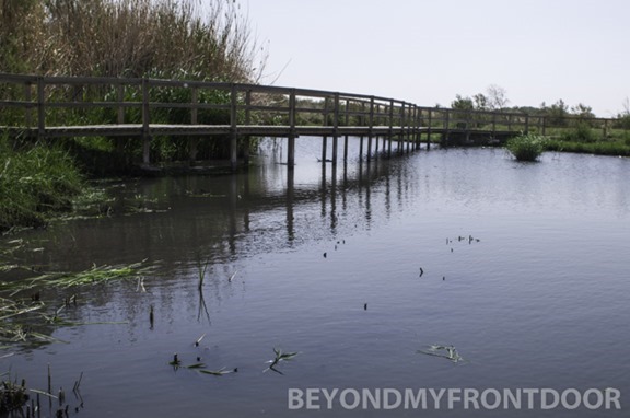 Azraq Wetland Reserve - Azraq, Jordan