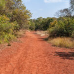 Wandering the Jungle in India