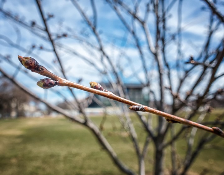 2015-Cherry-Blossom-DC-Mar-23