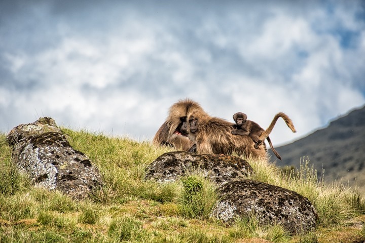 Monkeys in the Mountains - Simien Mountains - Ethiopia