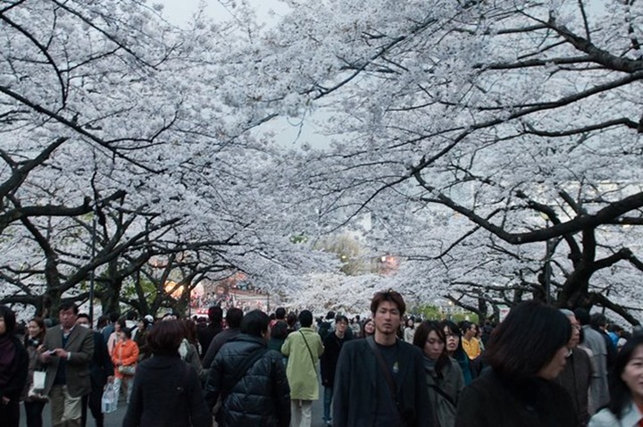Enjoying Cherry Blossom in Tokyo Japan