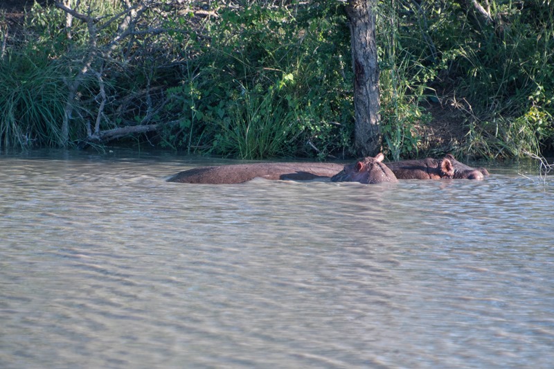 Hippos - Thornybush Safari - South Africa Hippos - Thornybush Safari - South Africa