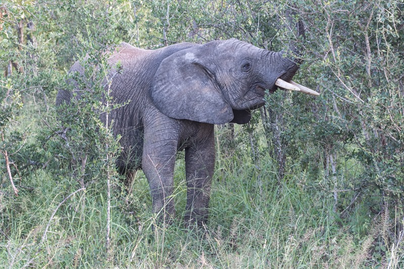 Baby Elephant - Thornybush Game Reserve - South Africa Baby Elephant - Thornybush Game Reserve - South Africa