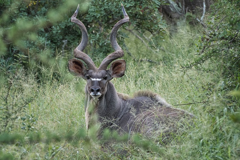 Kudu - Safari - South Africa Kudu - Safari - South Africa