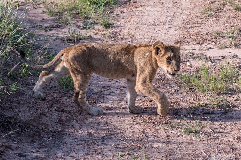 Lion - Safari - South Africa Lion - Safari - South Africa