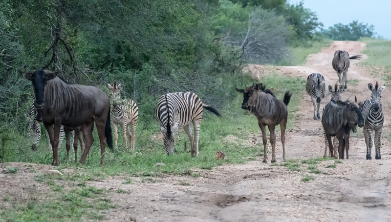 Various Animals - Safari - South Africa Various Animals - Safari - South Africa
