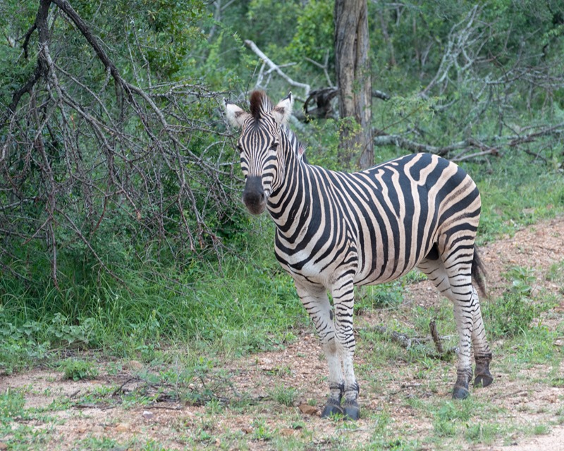 Zebra - Thornybush Safari - South Africa Zebra - Thornybush Safari - South Africa