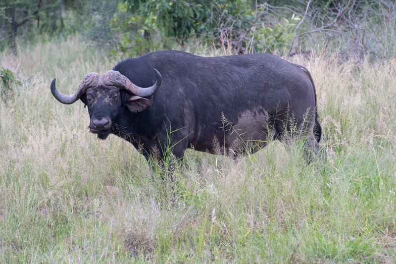Water Buffalo - South Africa Water Buffalo - South Africa