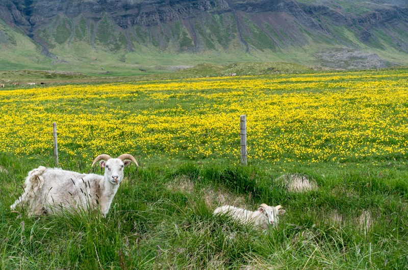 Sheep in Iceland