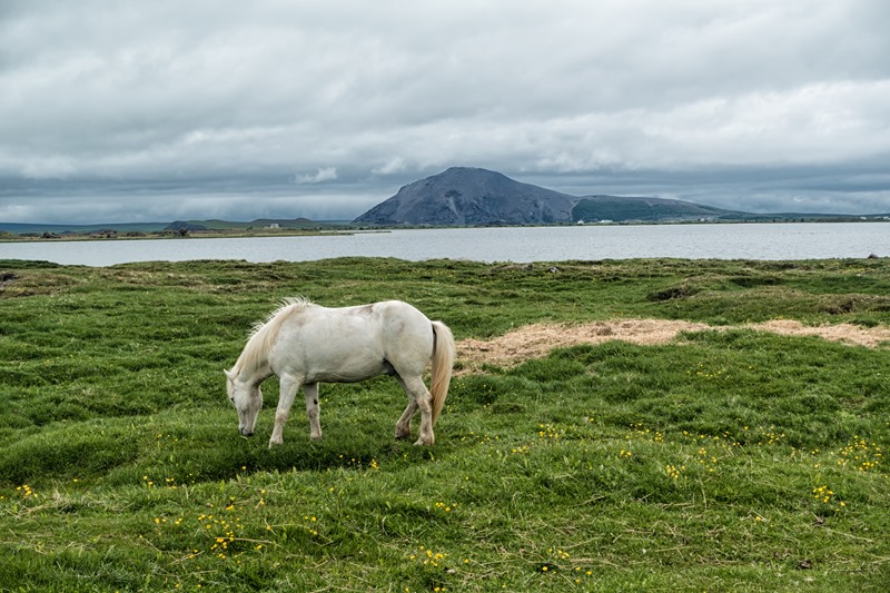 Animals in Iceland