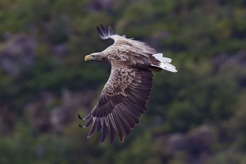 White Tailed Eagle - Wikicommons (CC)