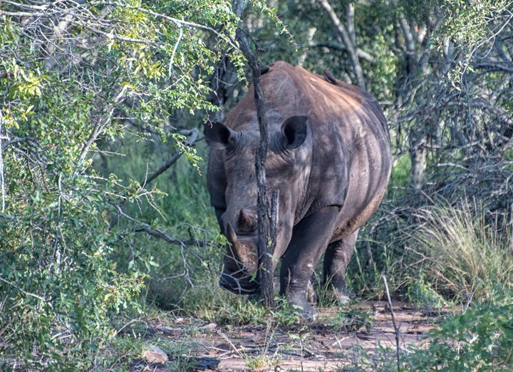 Rhino - Thornybush Game Reserve - Kruger, South Africa Rhino - Thornybush Game Reserve - Kruger, South Africa