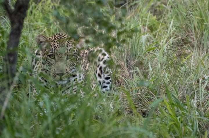 Leopard - Thornybush Game Reserve - Kruger, South Africa Leopard - Thornybush Game Reserve - Kruger, South Africa