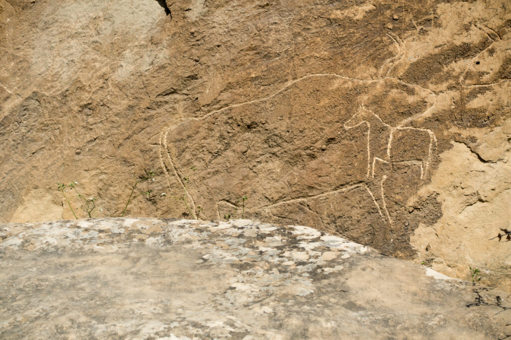 Rock Carving of a Buffalo and Horse in Gobustan Rock Art - Gobustan Azerbaijan