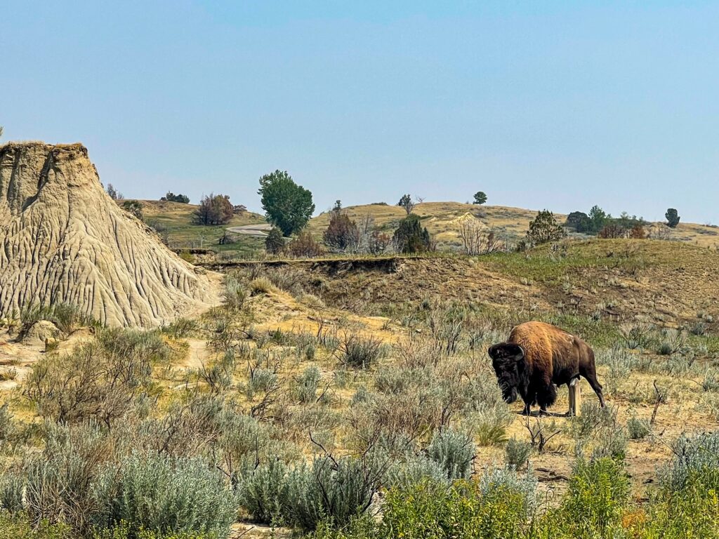 Bison Theodore Roosevelt National Park North Unit