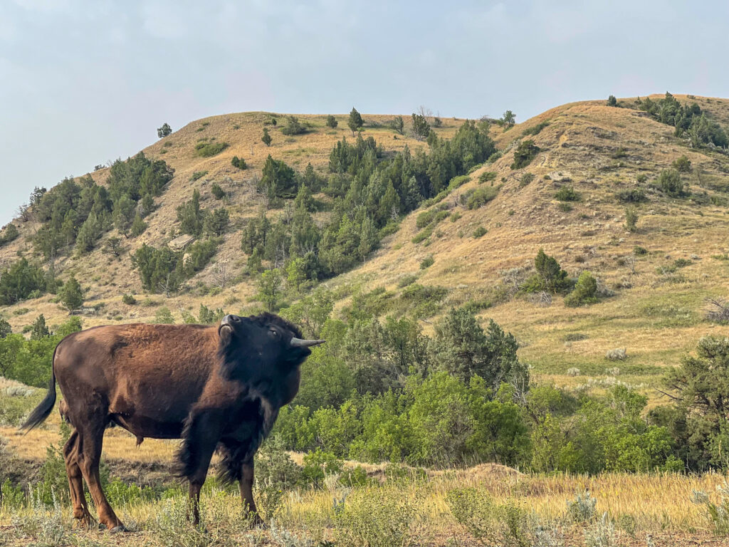 Theodore Roosevelt National Park - Bison by the Road