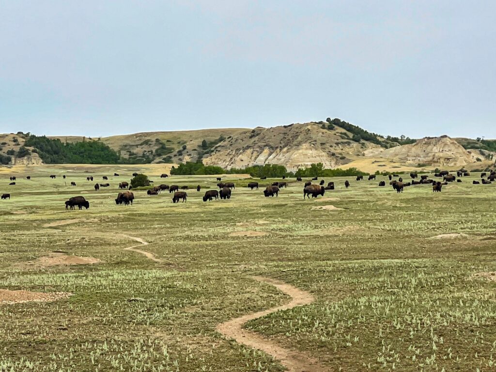 Bison and Grass - Hiking the Big Plateau - South Unit - Theodore Roosevelt NP