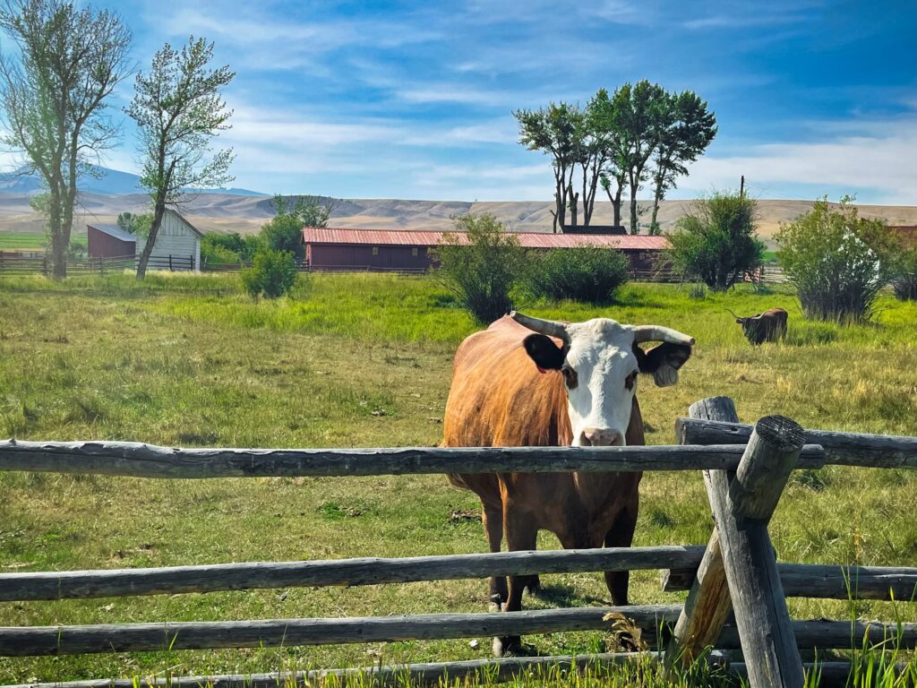 Brown and White Cattle - Grant-Kohrs Ranch National Historic Site - Deer lodge Montana