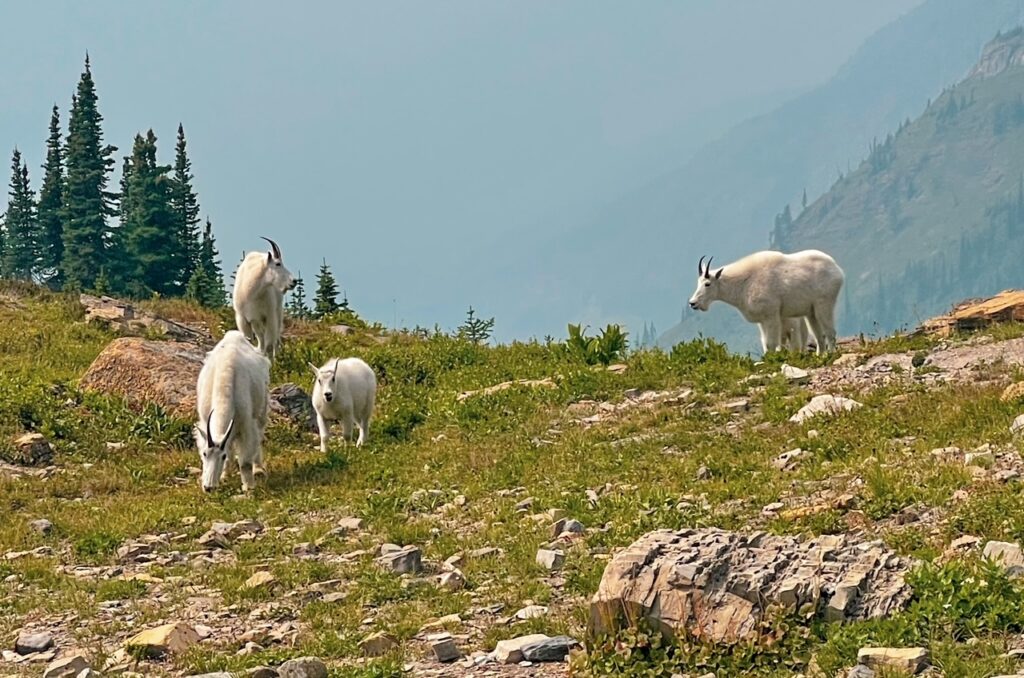 Hanging with the Mountain Goats at Haystack Pass - Highline Trail Hike Glacier NP