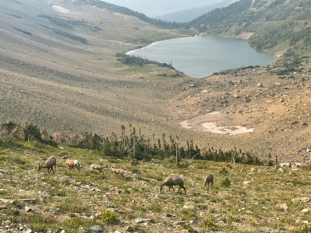 View of Ptarmigan Lake on the Ptarmigan Tunnel Hike - Glacier National Park