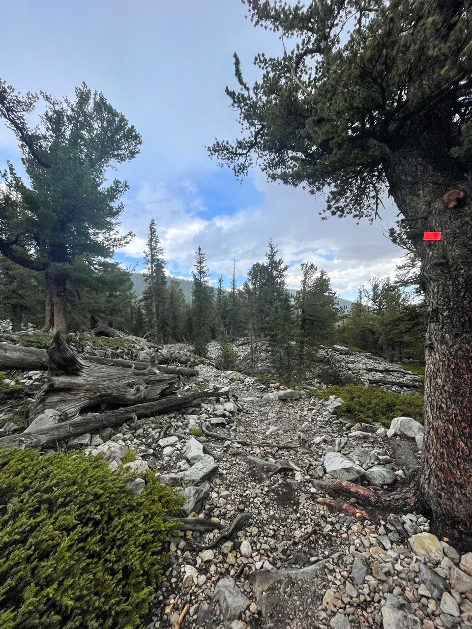 Alpine Lake Trail Return