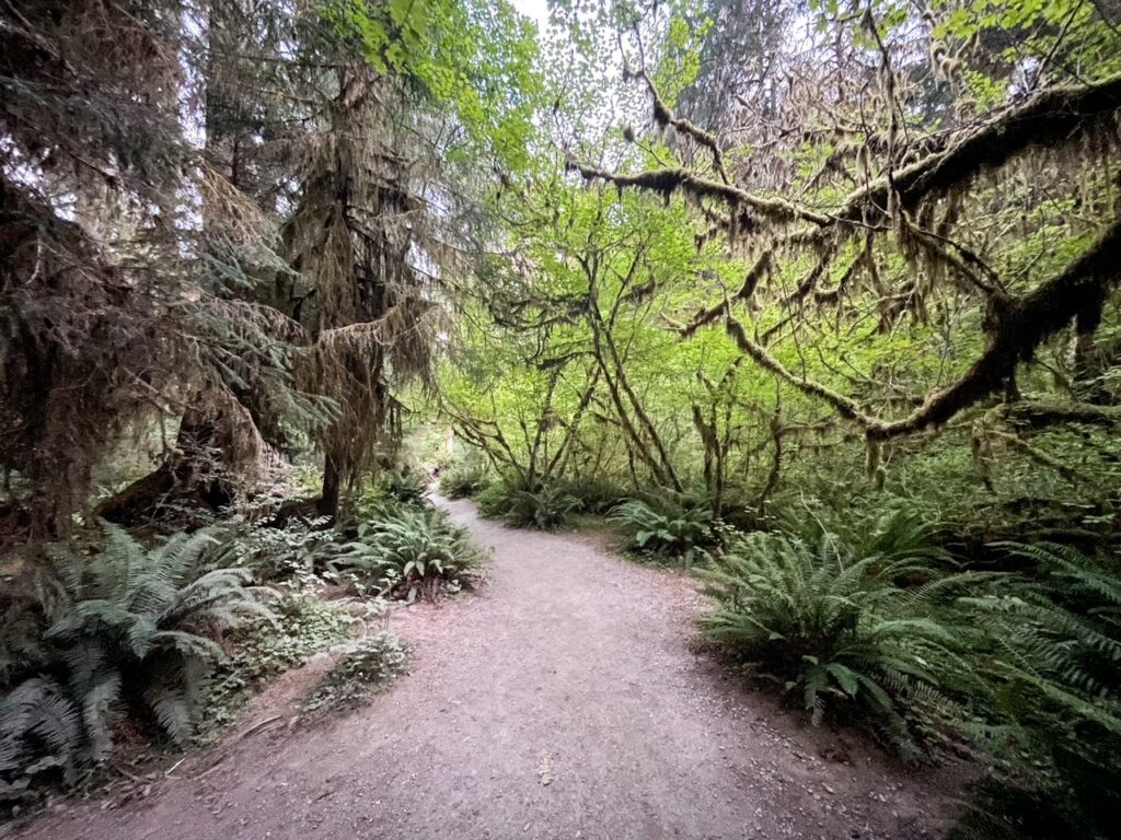 Beautiful Views of Hall of Mosses