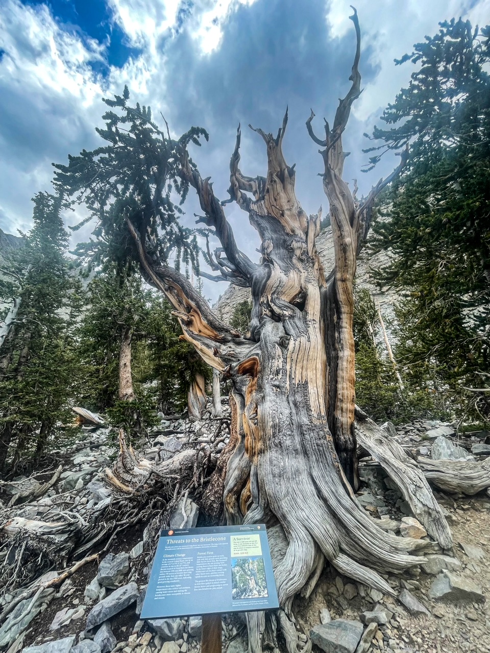 Bristlecone Interpretive Trail