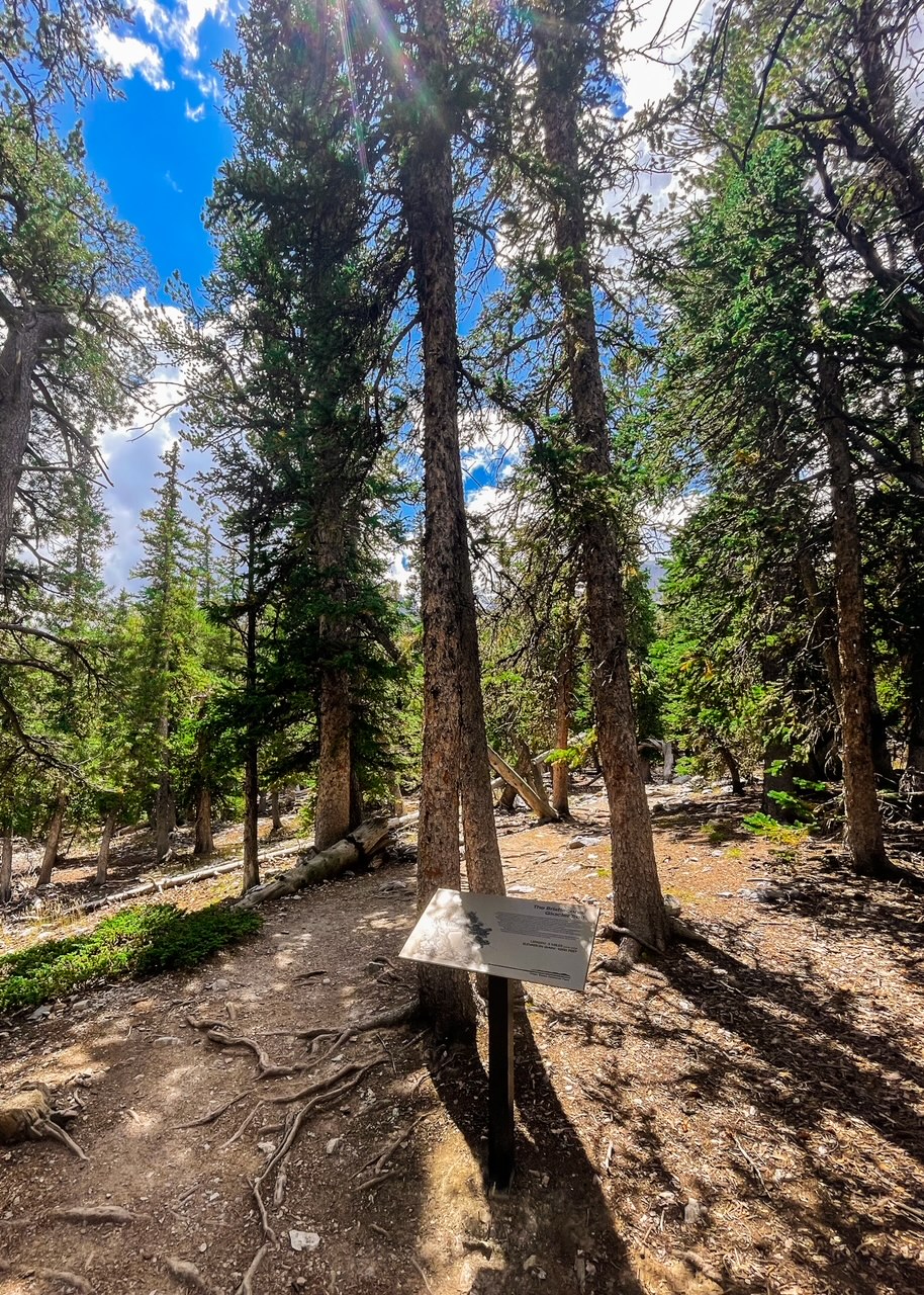 Hike to the Bristlecones - Great Basin NP