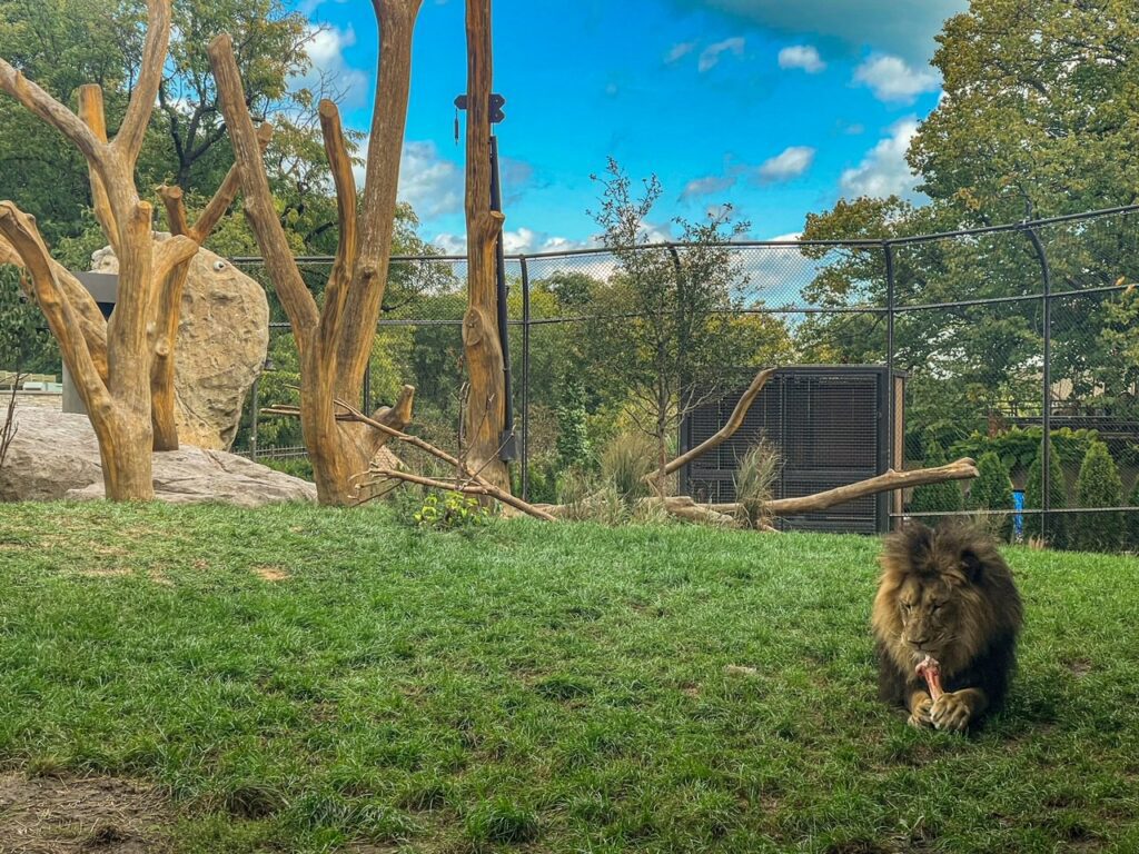 Male Lion in Lincoln Park Zoo - Chicago