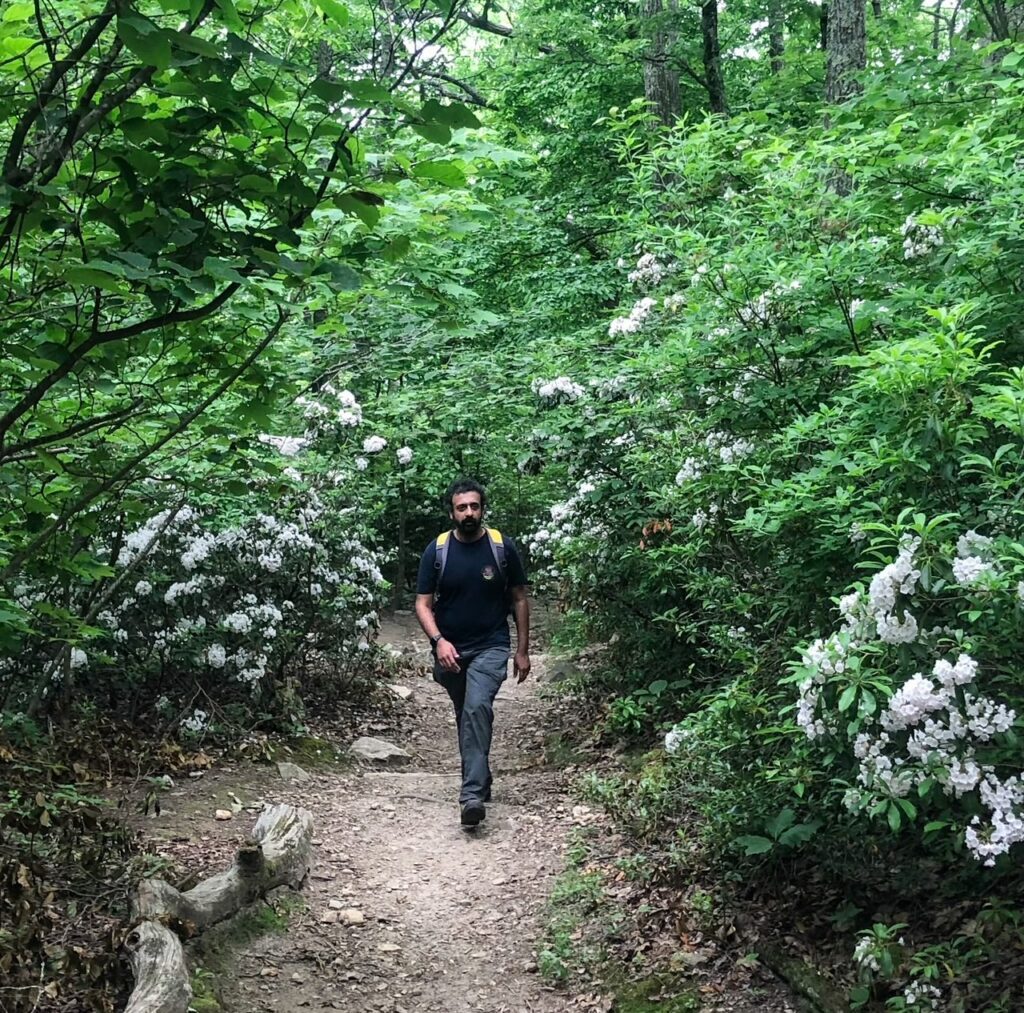 Mountain Laurels and Trails along McAfee Knob