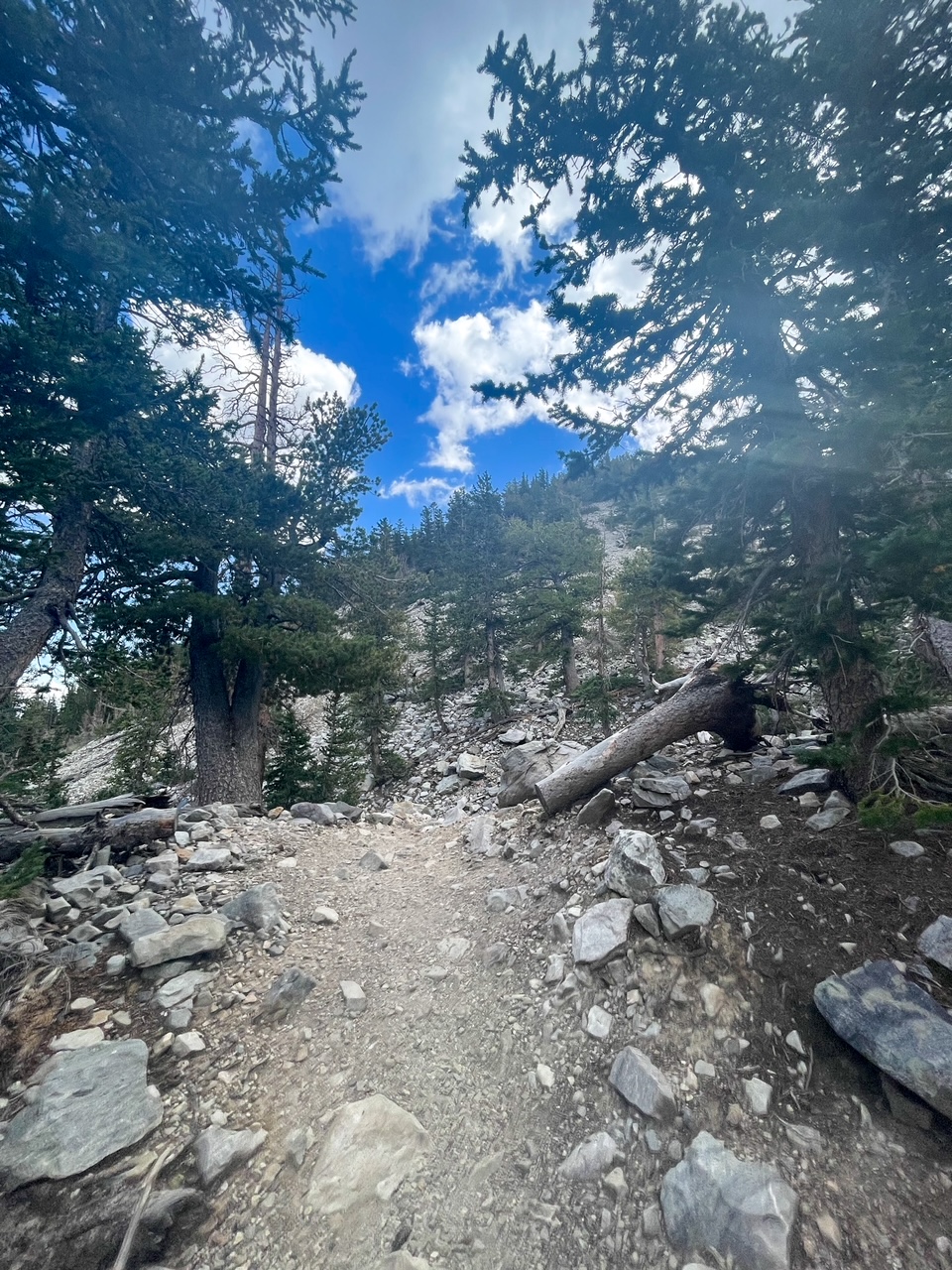 Rocky Trail to the Bristlecone Grove