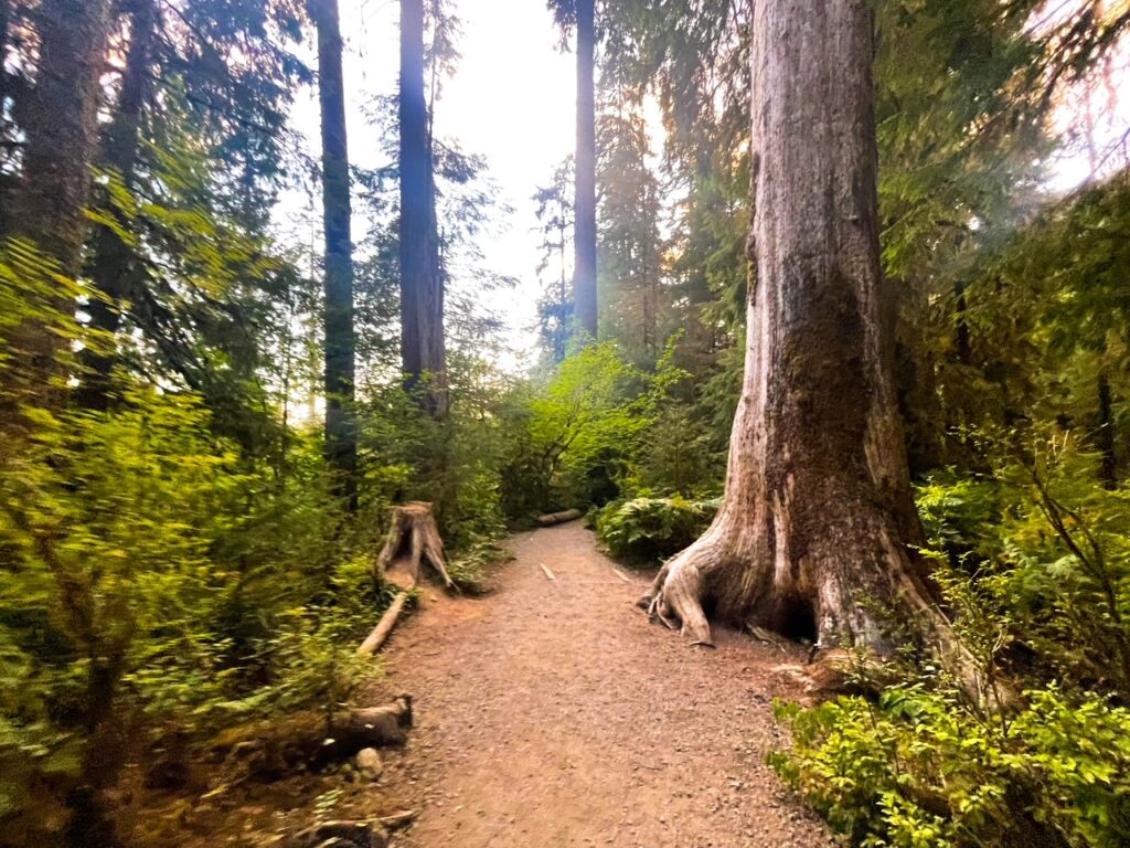 Trail Through Hall of Mosses - Olympic National Park