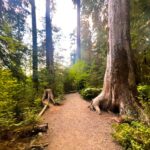 Trail Through Hall of Mosses - Olympic National Park