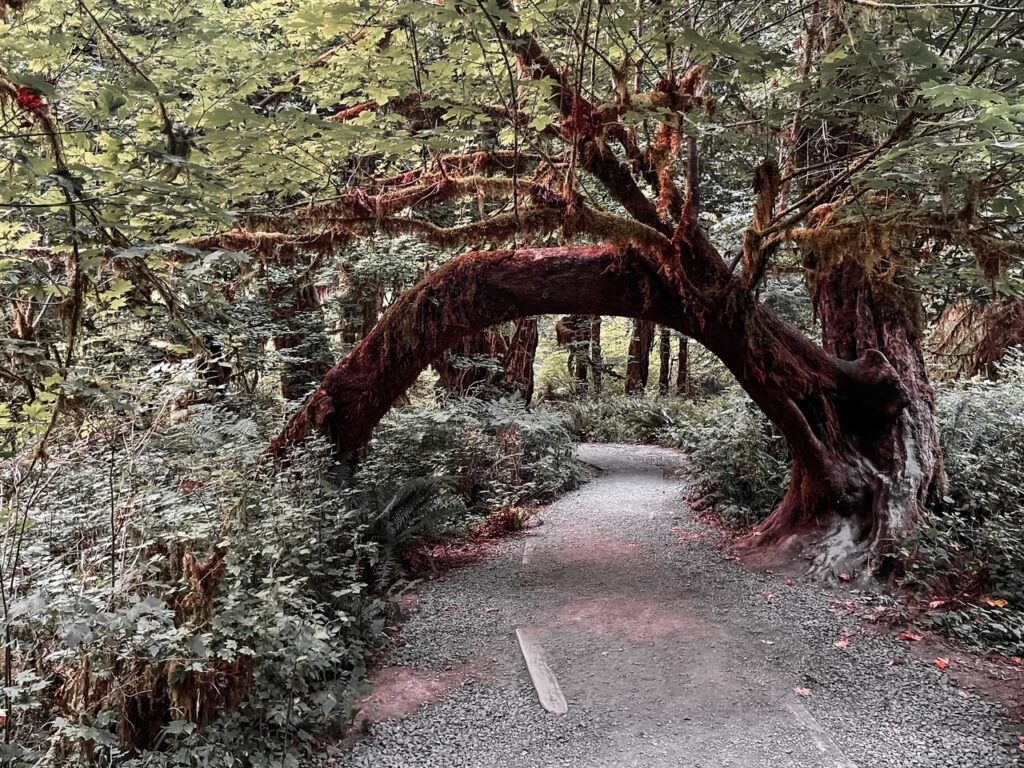 Tree Arch on Hall of Mosses Olympic NP | National Parks in Washington State