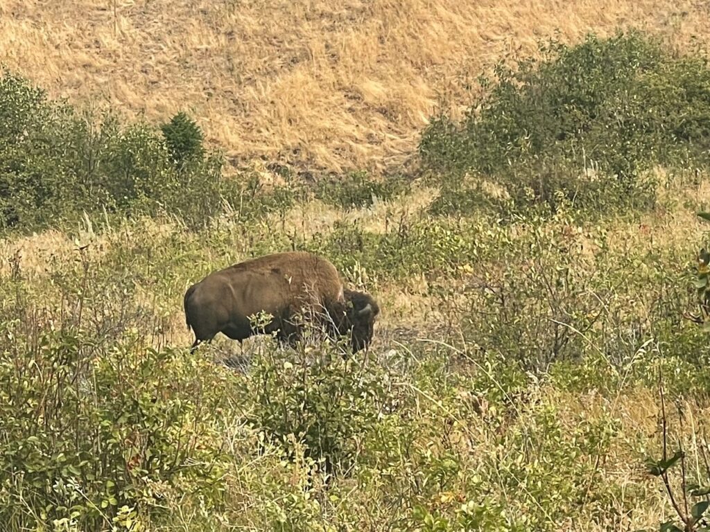 Bison in the National Bison Range in Montana