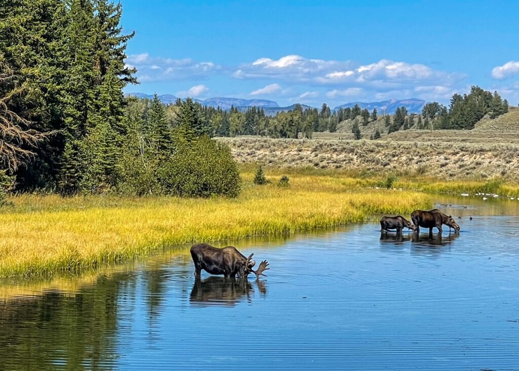 Moose in the Water in Grand Tetons NP - Schwabacher Landing