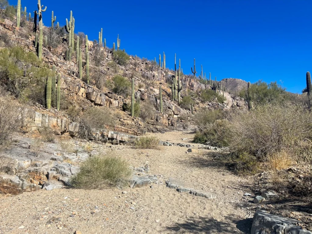 Hiking the Kings Canyon Wash in Saguaro NP
