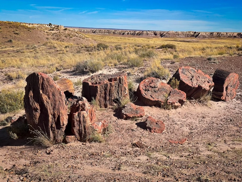 Petrified Logs on the Jasper Forest Trail Hike