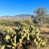 View of Nature and Cacti in Saguaro NP