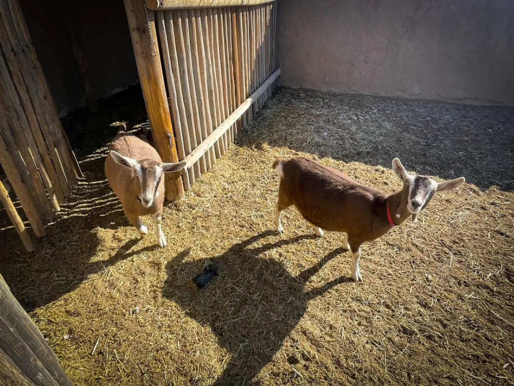 View of the Goats in the Back of Bent's Fort NHS