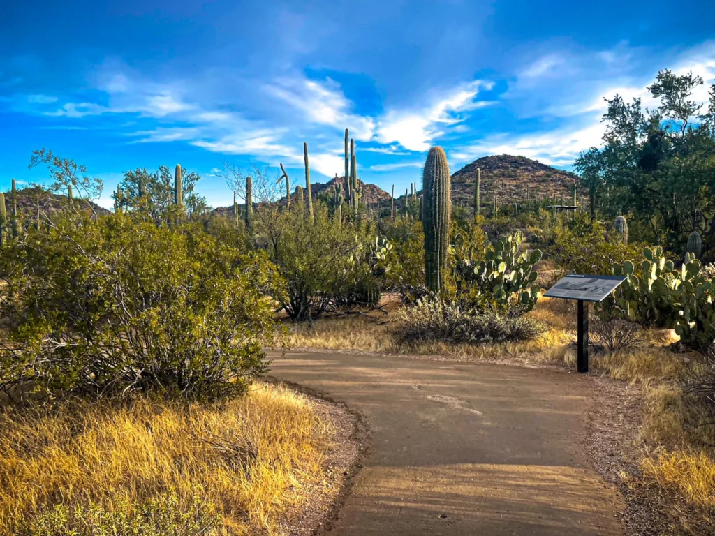 Walking about the Desert Discovery Nature Trail in West Unit of Saguaro