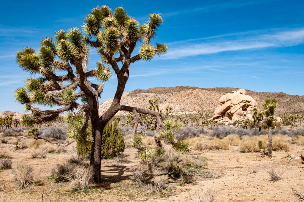 View of a Joshua Tree with desert and Rock Formation | Joshua Tree NP