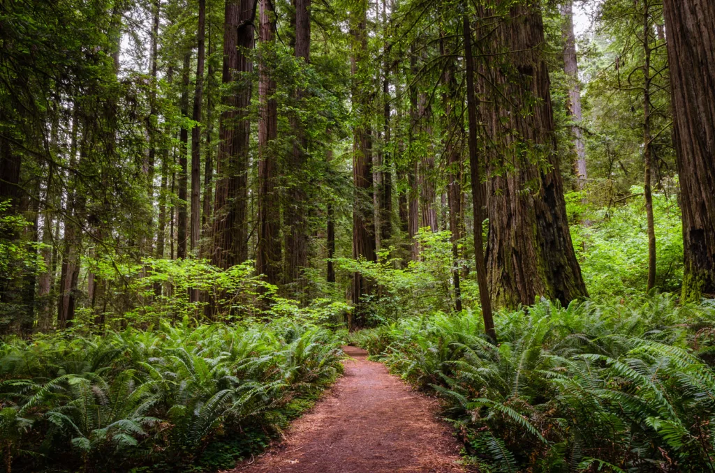 Trail through Redwood National Park - Ferns & Coastal Redwoods