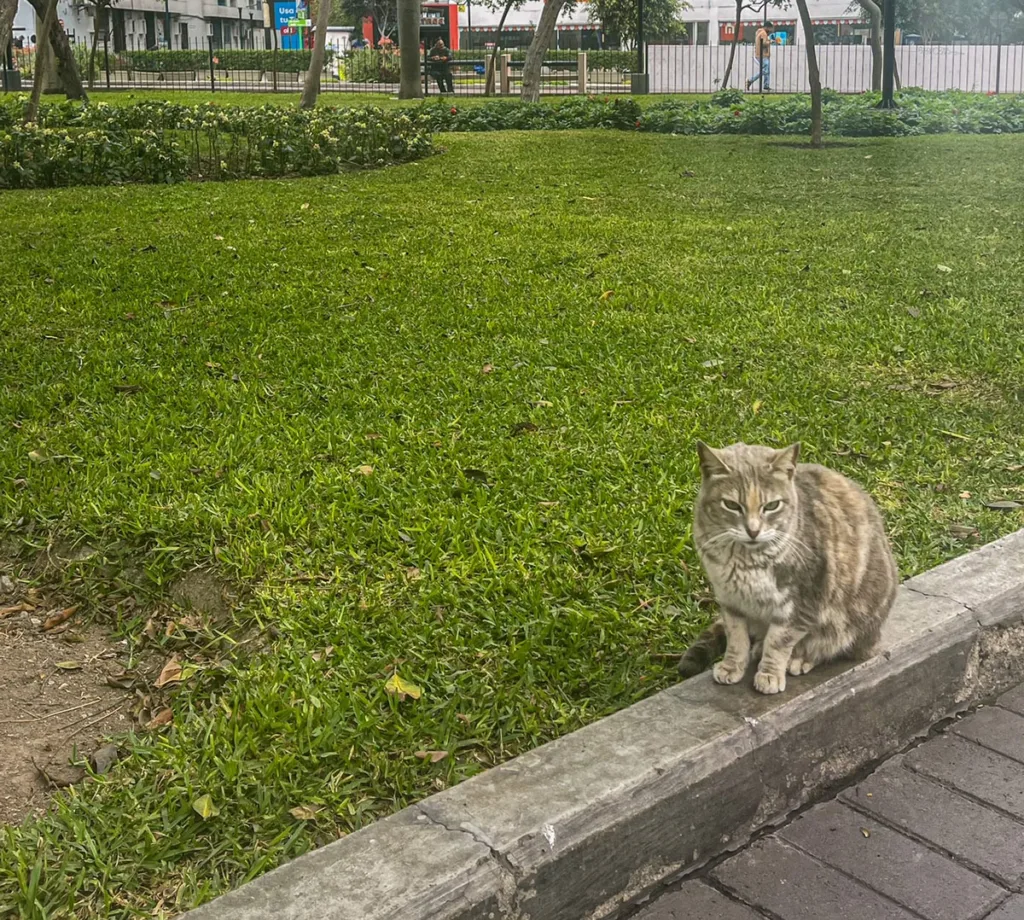 Cat in Kennedy Park in Lima | Best Things to Do in Miraflores Peru