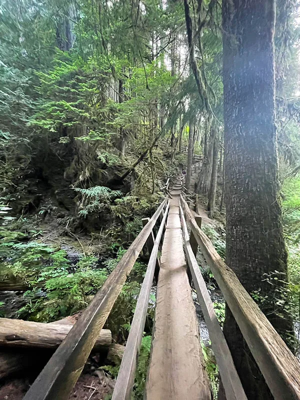 Hike to Marymere Falls in Olympic National Park