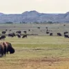 Bison on Big Plateau in Theodore Roosevelt NP